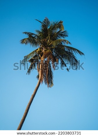 Isolated coconut palm tree on clear blue sky background. Koh Mak Island, Trat, Thailand. Minimal summer vibe.