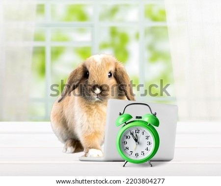 Baby cute rabbit with toy laptop and alarm clock