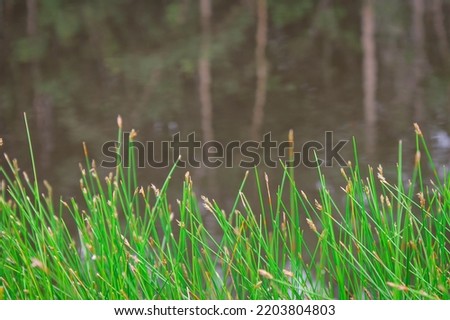 Eleocharis geniculata plant grows by the river