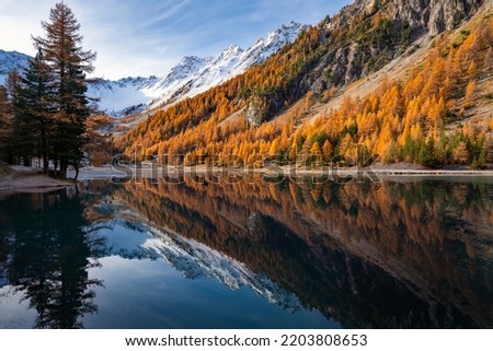French Alps. Orceyrette Lake in Autumn with golden larch trees. Briancon Region in the Hautes-Alpes. France Royalty-Free Stock Photo #2203808653