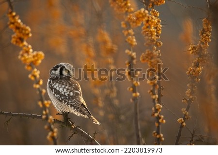 Hawk Owl Surnia ulula in Winter time, North Poland, Europe winter frosty day in buckthorn field