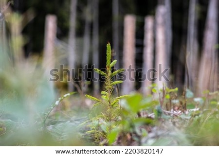 Young pine tree planted or reforested in the forest after the artificial cutting of logs. Reforestation or forestation, natural or intentional restocking of existing forests and woodlands Royalty-Free Stock Photo #2203820147