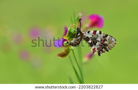 butterfly zerynthia cerisyi  color background