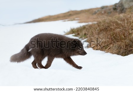 Close up of an Arctic fox walking in snow on the coasts of Iceland.