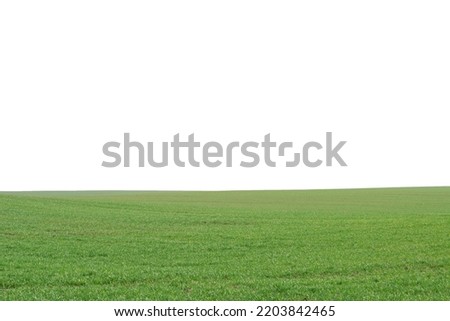 Green field as a background.  Green grass in spring isolated on a white background. 