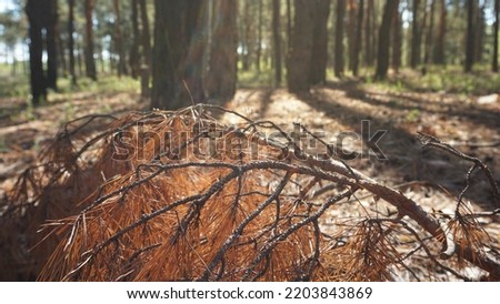 Yellowed, orange burnt pine branch, needles in the forest, yellow