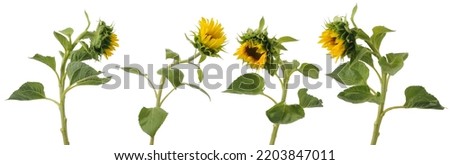 Few stems with half opened sunflower flowers isolated on white background