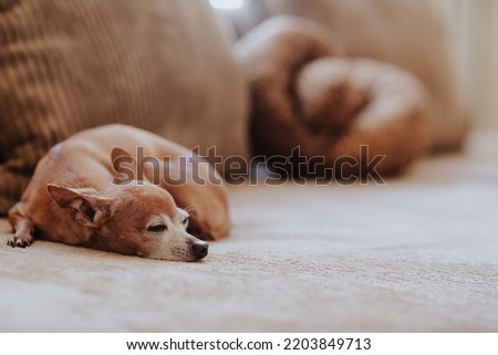 Cute chihuahua pet is laying on the sofa at home. Copy space. Animal daily life. Royalty-Free Stock Photo #2203849713