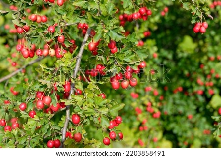 Red fruit of Crataegus monogyna, known as hawthorn or single-seeded hawthorn. Branch with Hawthorn berries. Royalty-Free Stock Photo #2203858491