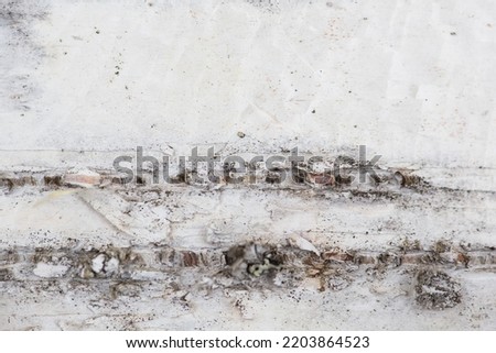 Birch bark. Close-up with shallow depth of field.