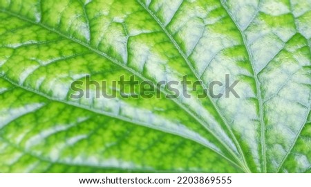 Close-up fresh green leaf with show detail and texture on greenery nature background 