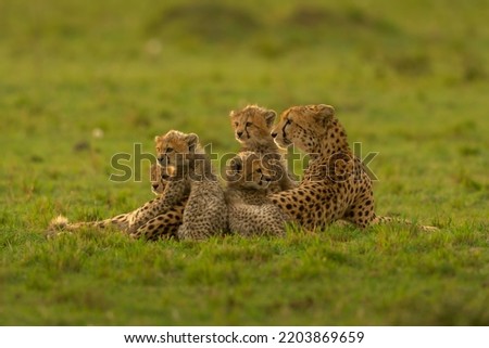 Cheetah mother with four cubs at Masai Mara, Kenya