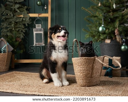 puppy and black cat playing by Christmas tree. Australian Shepherd dog, pets In holiday Decorations