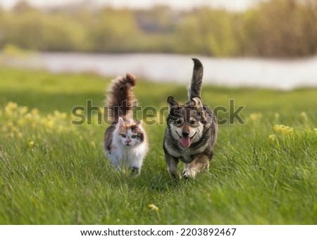 a fluffy cat and a cheerful dog walk through a sunny spring meadow Royalty-Free Stock Photo #2203892467