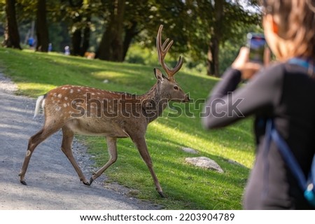 Female tourist taking picture on a phone of sika deer running in front of her