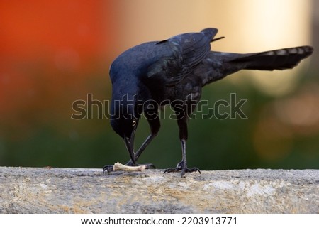 Male Great tailed grackle is eating a tasty chicken bone in mexico