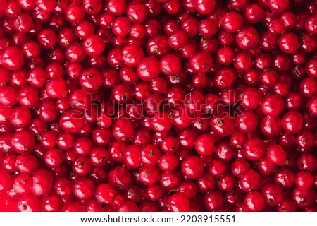 Texture of ripe red currant berries. Red currant natural background wallpaper banner. A lot of red berries of ripe currants. Farming concept, harvesting Royalty-Free Stock Photo #2203915551