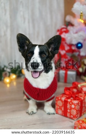 Corgi dog in a Christmas costume with gifts at home