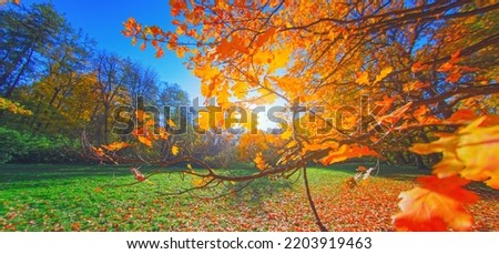 Autumn forest branch. Orange color tree, red brown oak leaves in fall city park Nature scene in sunset fog Woods in scenic garden Bright light sun sky Sunrise of a sunny day, morning ray sunlight view
