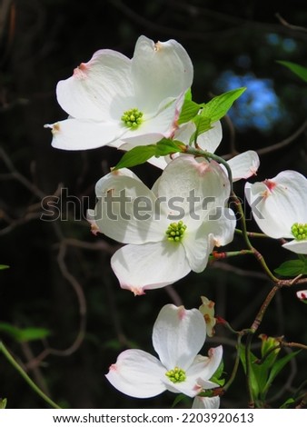 flowers of Cornus florida, flowering dogwood, Royalty-Free Stock Photo #2203920613