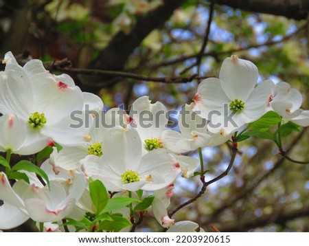 flowers of Cornus florida, flowering dogwood, Royalty-Free Stock Photo #2203920615