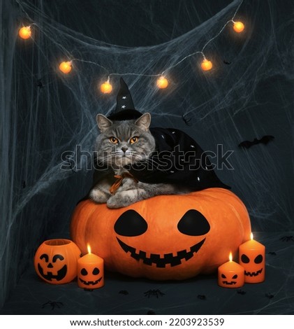 Halloween cat in a witch costume on a dark background. Scottish cat lying on a large pumpkin with a jack-o-lantern face. Royalty-Free Stock Photo #2203923539