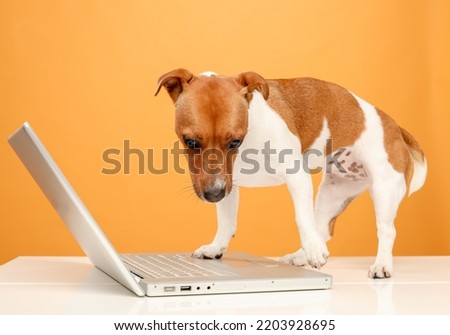 dog with a laptop jack russell terrier with a laptop on a yellow background isolated