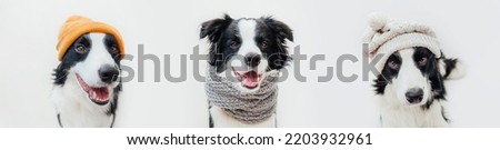 Funny three puppy dog border collie wearing warm knitted clothes yellow white hat scarf isolated on white background. Winter or autumn dog portrait. Hello autumn fall. Hygge mood cold weather banner