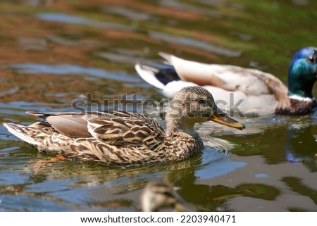 ducks on the lake 2019
