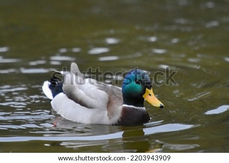 ducks on the lake 2020