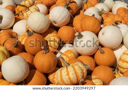 Jack-be-Little pumpkins on display at local Farmer's Market ready for Halloween