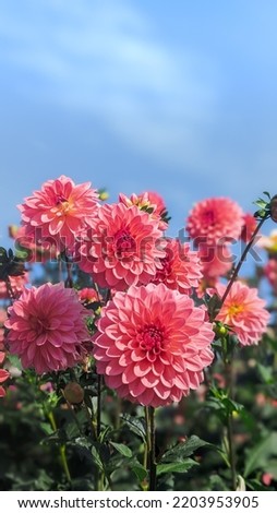 pink Dahlia flower garden flower Royalty-Free Stock Photo #2203953905