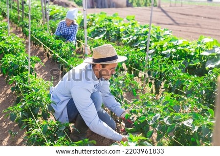 Hired worker with a secateurs collects crop of bell peppers on the beds of farm plantation
