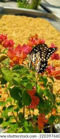 a butterfly perched on a bougainvillea flower with a yellow and green leaf background