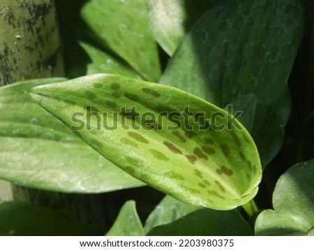 Hosta is a genus of about 23 - 40 species of plants similar to lilies, native to Northeast Asia
