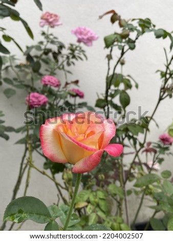 Light of party rose is a floribunda blooming in English-style flowers with yellow petals, blushing pink with age, and a fruity fragrance
