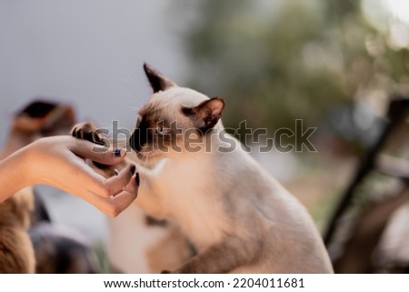 Siamese ro Wichienmaat, The cat is about to eat from the feeding hand. It's a beautiful and cute picture.