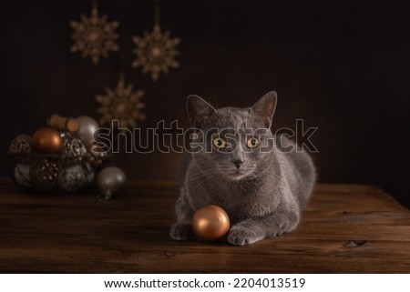 Gray cat, preparation for Christmas and New Year. New Year's toys.
