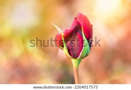 Red rose flower  with sunlight on blur background in a garden