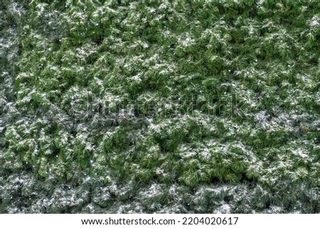 Texture surface of green Christmas tree covered with white snow. Preparation for holiday. Royalty-Free Stock Photo #2204020617