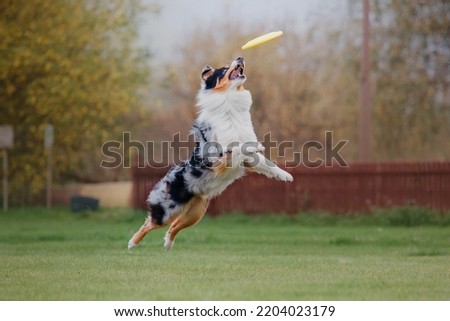 Dog catching flying disk in jump, pet playing outdoors in a park. Sporting event, achievement in sport Royalty-Free Stock Photo #2204023179