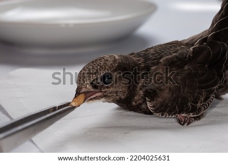 Nestling of black swift handpicked for salvation after that was fallen out of the nest, during feeding in home conditions 
