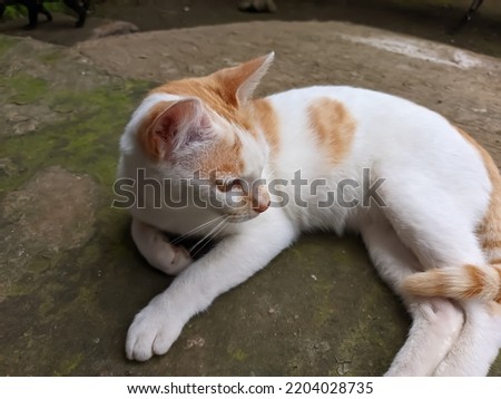 domestic cat relaxing on the porch