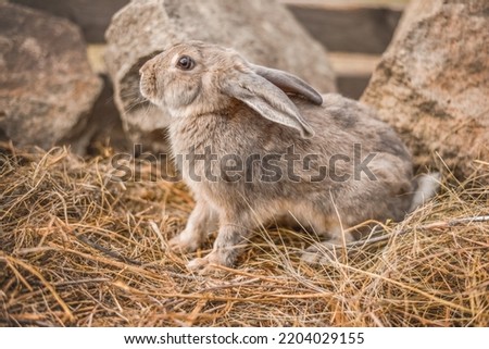small decorative rabbit sits on the hay
