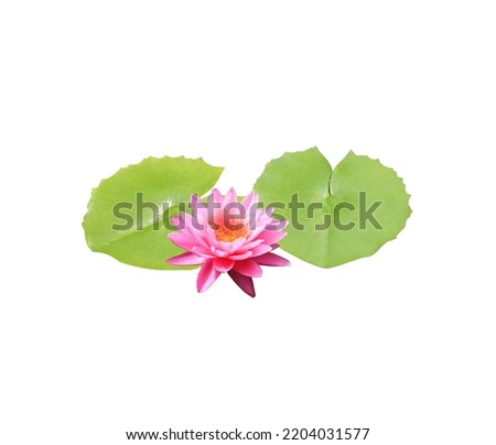 Water lily or Lotus or Nymphaea flowers. Close up pink lotus flower on leaves bush isolated on white background. The side of exotic pink waterlily and  lotus leaf.