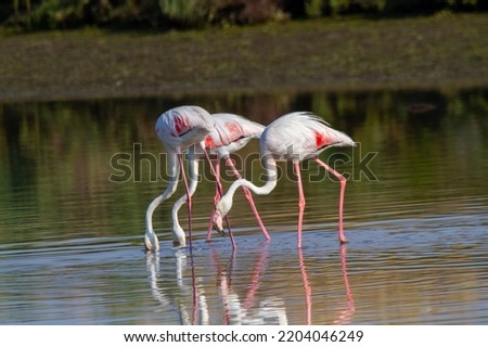 pink flamingo migratory bird ponds and salt flats regional park po delta ferrara italy