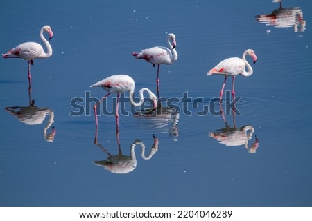 pink flamingo migratory bird ponds and salt flats regional park po delta ferrara italy