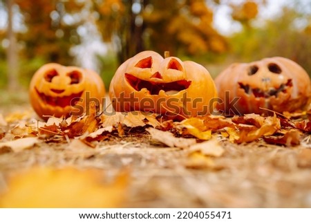 Set of orange pumpkins for halloween. Holidays, decoration concept.