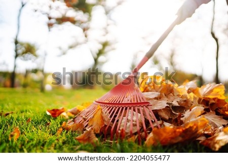 Autumn clean in garden back yard. Rake and pile of fallen leaves on lawn in autumn park. Volunteering, cleaning, and ecology concept. Seasonal gardening. Royalty-Free Stock Photo #2204055477
