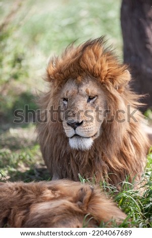 Lion in the Serengeti National Park, Tanzania